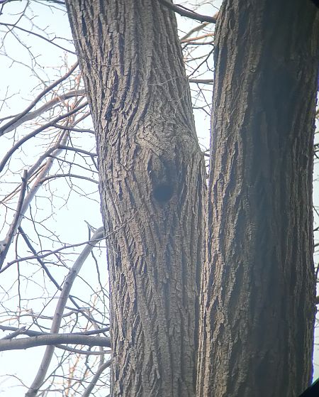 Picchio verde  - Daniele Baroni