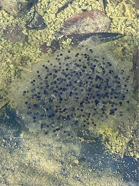 Rana dalmatina  - Franco Roscelli