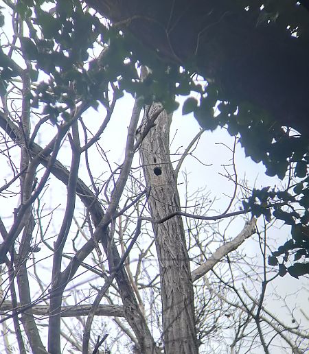 Picchio verde  - Daniele Baroni