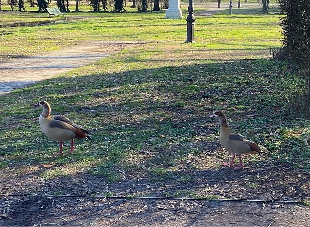 Oca egiziana  - Franco Roscelli