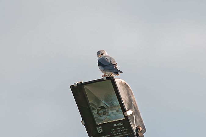 Nibbio bianco  - Fabio Damonte