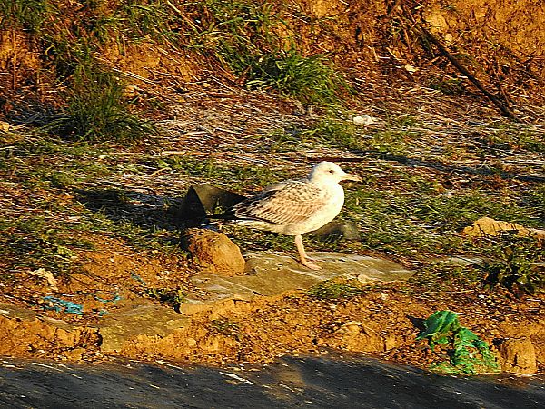 Larus no identificat  - Andreu Duclau