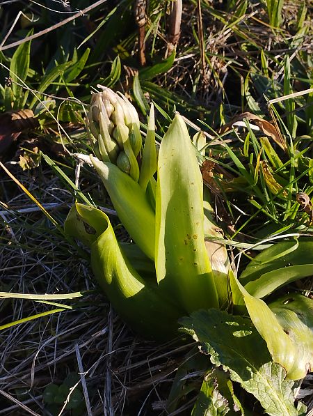 Himantoglossum robertianum  - Gérard Joseph