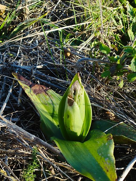 Himantoglossum robertianum  - Gérard Joseph