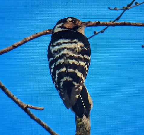 Picot garser petit  - Ferran Pujol