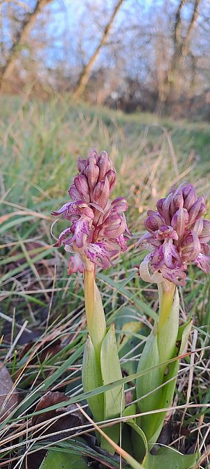 Himantoglossum robertianum  - Marc et M-Joëlle Silvestre