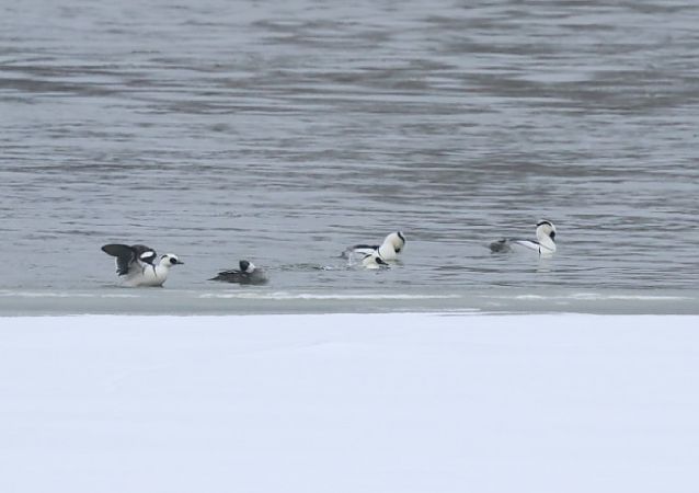 bielaczek  - Joanna Kończak