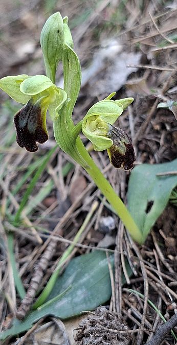 Ophrys forestieri 