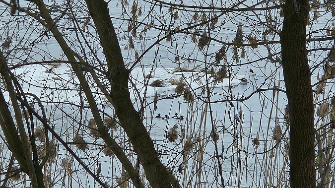 czernica  - Anna Kamilewicz-Wicik