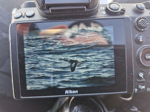 nurnik  - Marcelina Poddaniec