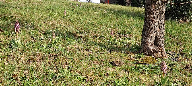 Himantoglossum robertianum  - Marc et M-Joëlle Silvestre