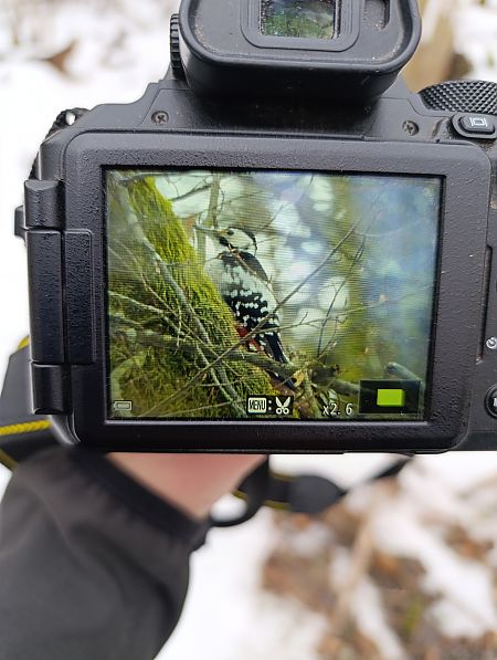 Weissrückenspecht  - Marta Świtała