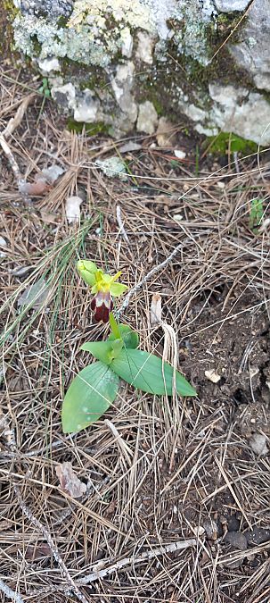 Ophrys lupercalis  - Gerard Chassan