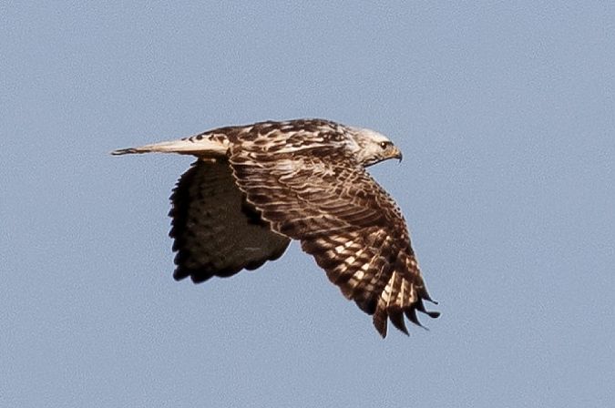 Buse pattue  - Viehböck Helga