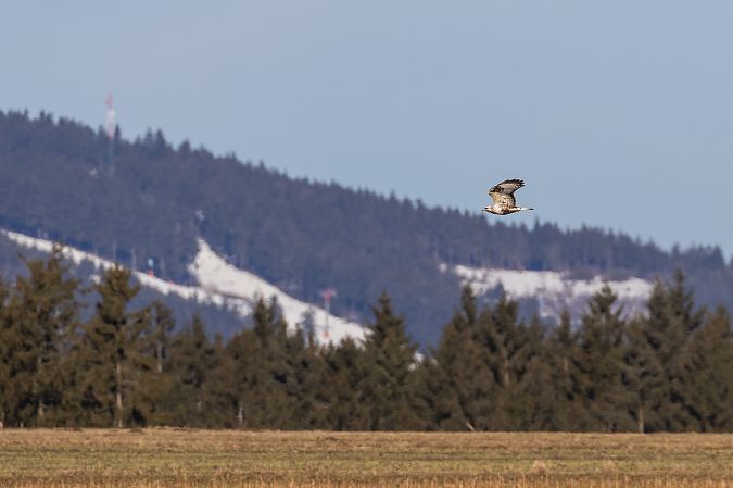 Buse pattue  - Viehböck Helga