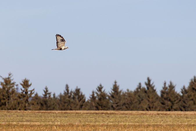 Buse pattue  - Viehböck Helga