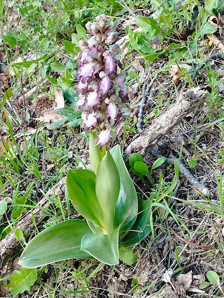 Himantoglossum robertianum  - Gérard Joseph