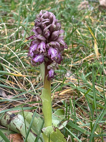Himantoglossum robertianum  - Jean François Tisserand