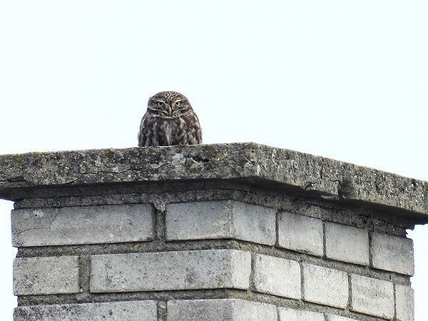 pójdźka  - Kacper Mikulski