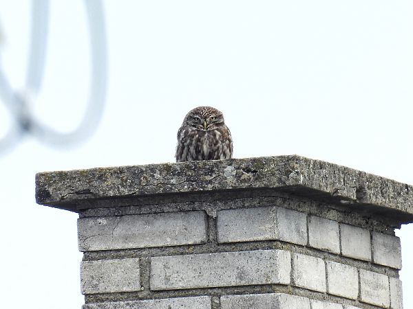 Steinkauz  - Kacper Mikulski