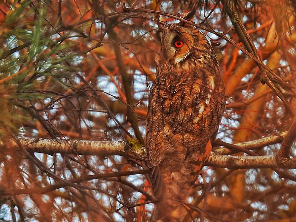 uszatka  - Kacper Mikulski