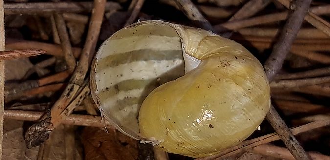 Cepaea nemoralis  - Michele Cento
