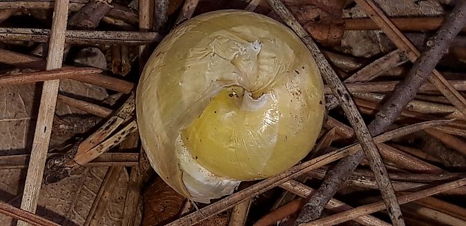 Cepaea nemoralis  - Michele Cento
