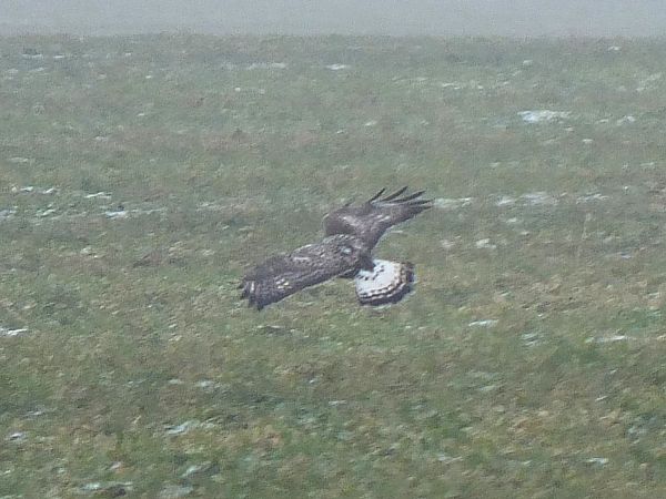 myszołów włochaty  - Ewa Nalepa