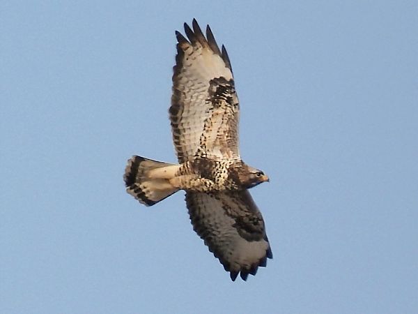 myszołów włochaty  - Kacper Mikulski