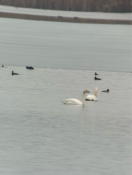 Cygne chanteur  - Jonas Wörle