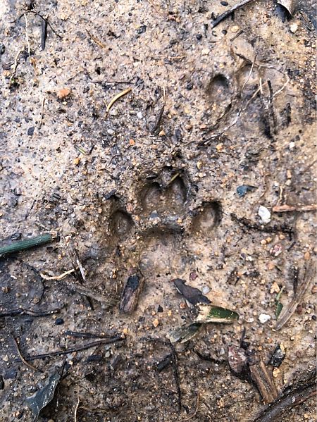 Toixó, teixó  - Raúl Domínguez Tur