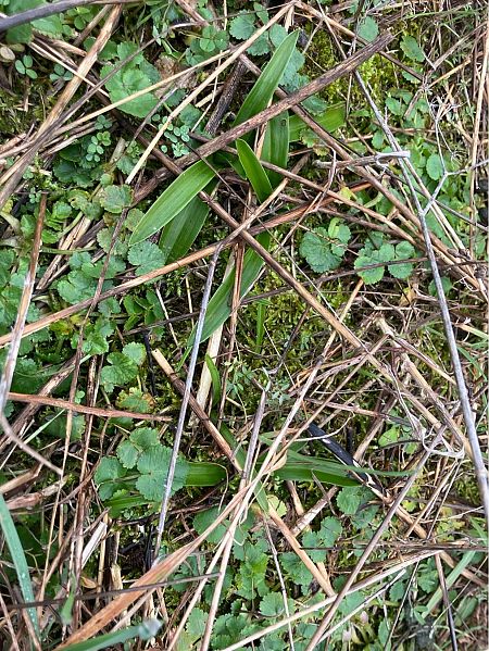 Anacamptis pyramidalis  - Florent de Gasperis