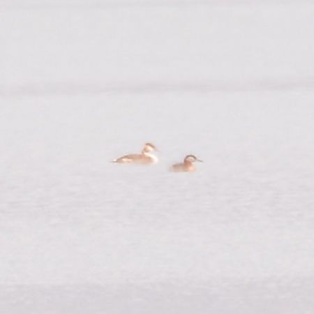 Rothalstaucher  - Alberto Manganaro