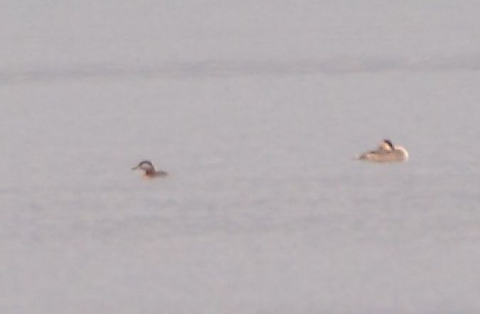 Svasso collorosso  - Alberto Manganaro