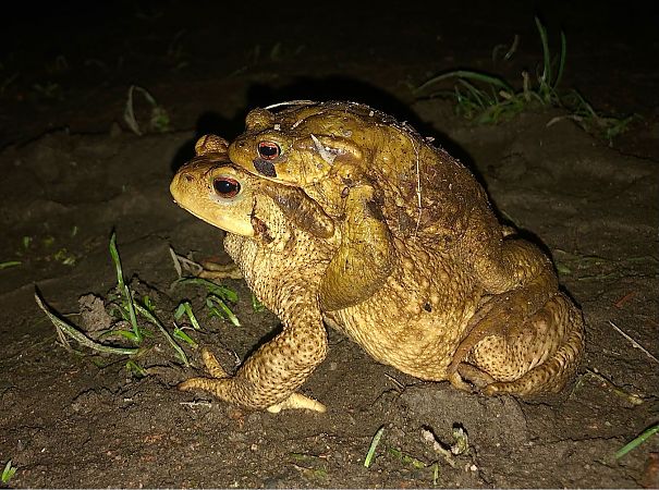 Gripau comú  - Ramon Prat Espelt