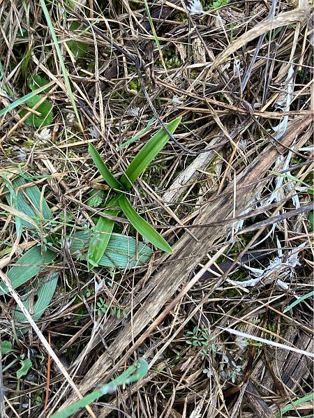Anacamptis pyramidalis  - Florent de Gasperis