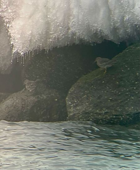 Meerstrandläufer  - Krzysztof Lis