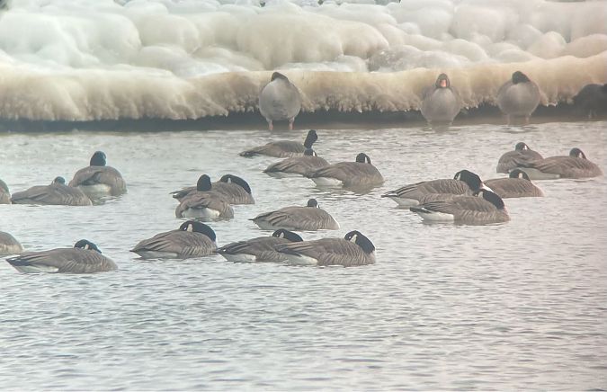 Kanadagans  - Krzysztof Lis