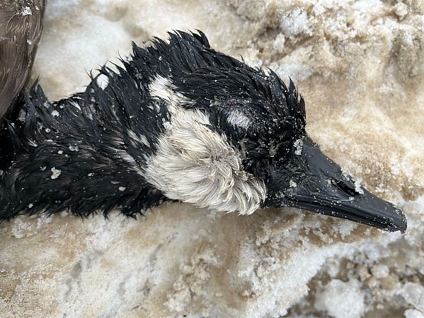 bernikla kanadyjska  - Grzegorz Neubauer