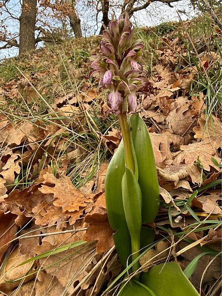 Himantoglossum robertianum  - Jean-Michel Faton