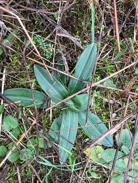 Ophrys sp.  - Florent de Gasperis