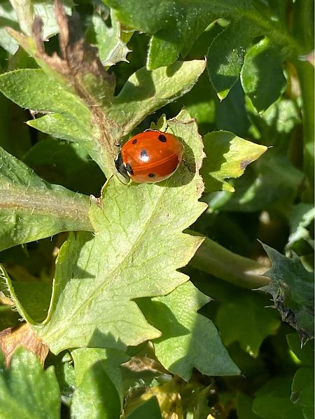 Coccinella septempunctata  - Maria Rita Gelso