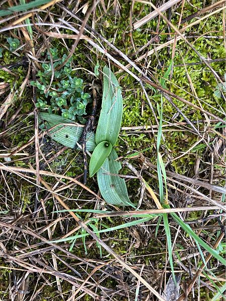 Ophrys sp.  - Florent de Gasperis