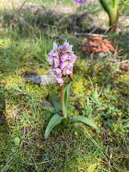 Neotinea corsica  - Léa Pichon