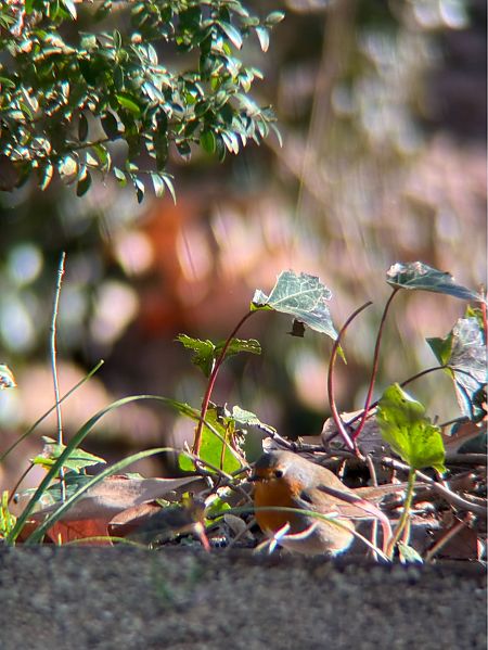 Pit-roig  - Laura Tinadonis Hernández