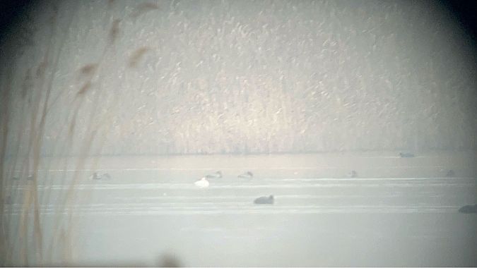 Smew  - Andrea Vidolini