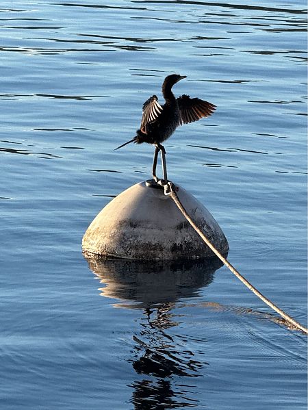 Marangone minore  - Paolo Zucca