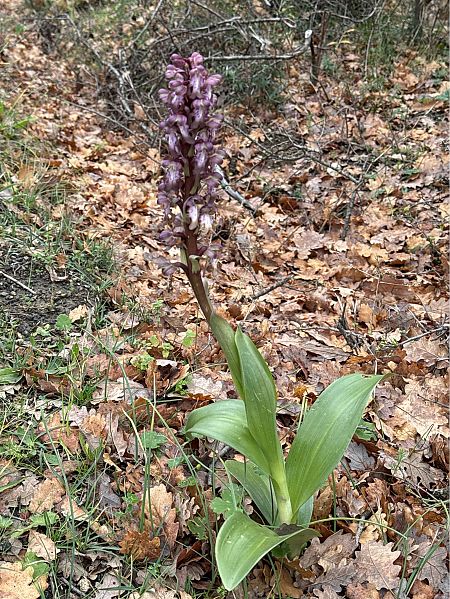 Barlia robertiana  - Antonio Mazzone
