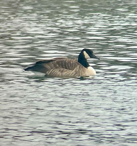 Bernache du Canada  - Krzysztof Lis