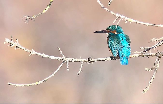 Blauet  - Ramon Prat Espelt